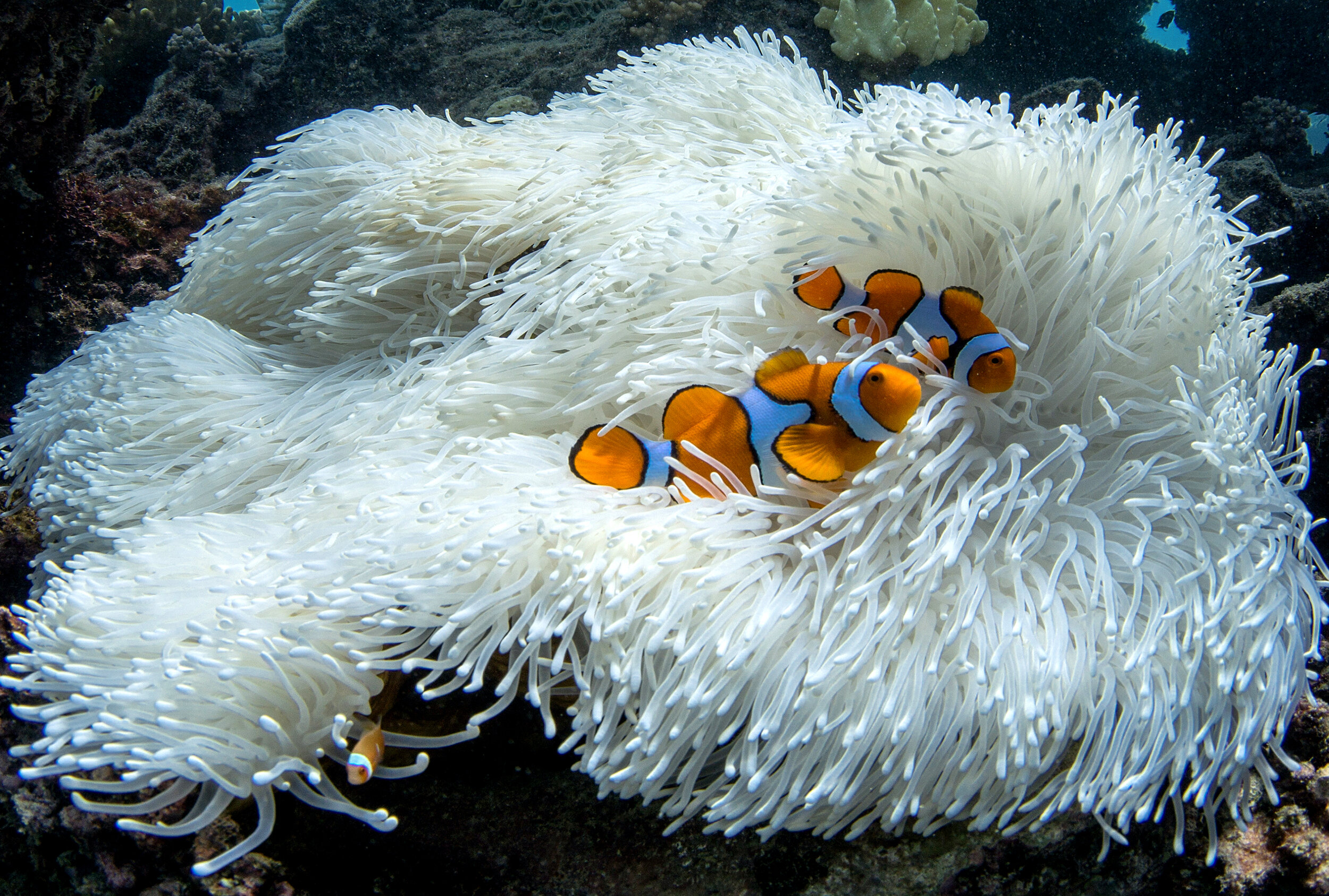 Coral Bleaching — XL Catlin Seaview Survey
